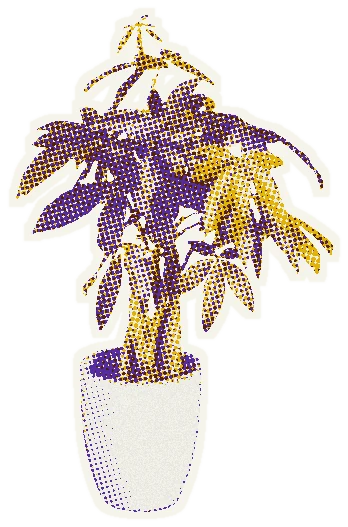 Money tree in a pot